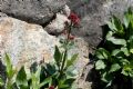 Centranthus ruber